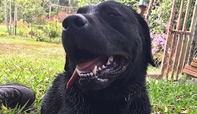Barney morreu durante busca de vítima desaparecida (Foto: Divulgação) Barney morreu durante busca de vítima desaparecida (Foto: Divulgação)