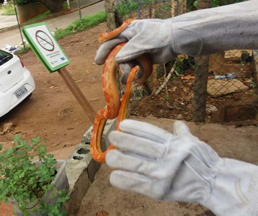 (Foto: Guarda Municipal | Divulgação) (Foto: Guarda Municipal | Divulgação)