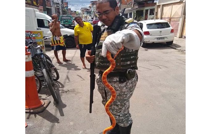 A Corn Snake ou A Corn Snake ou