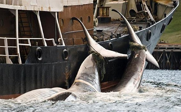 Instituições de defesa dos animais veem com preocupação a retomada da pesca em grande escala (Foto: Reprodução)